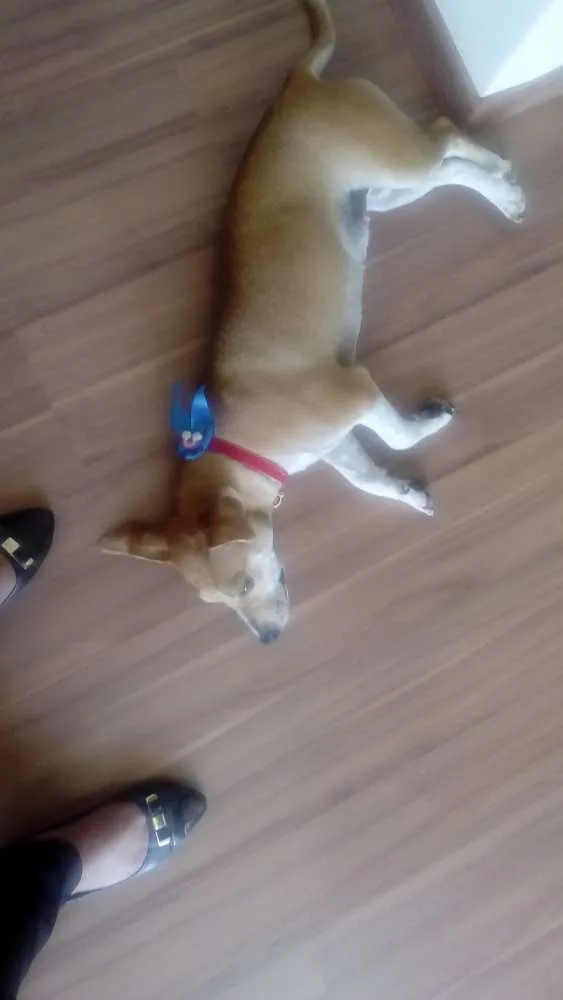 Cachorro ra a Sem raça idade 2 anos nome Mel