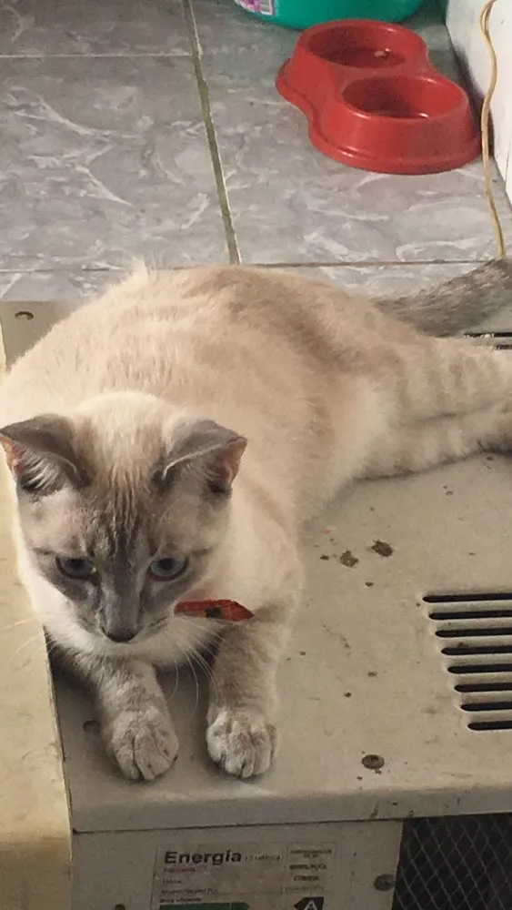 Gato ra a Não sei idade 2 a 6 meses nome Sem nome