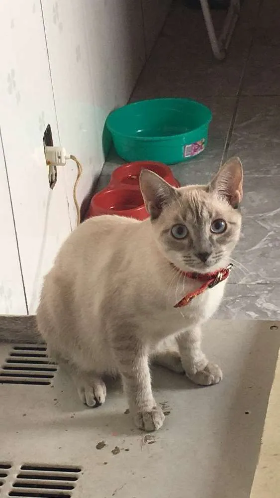 Gato ra a Não sei idade 2 a 6 meses nome Sem nome