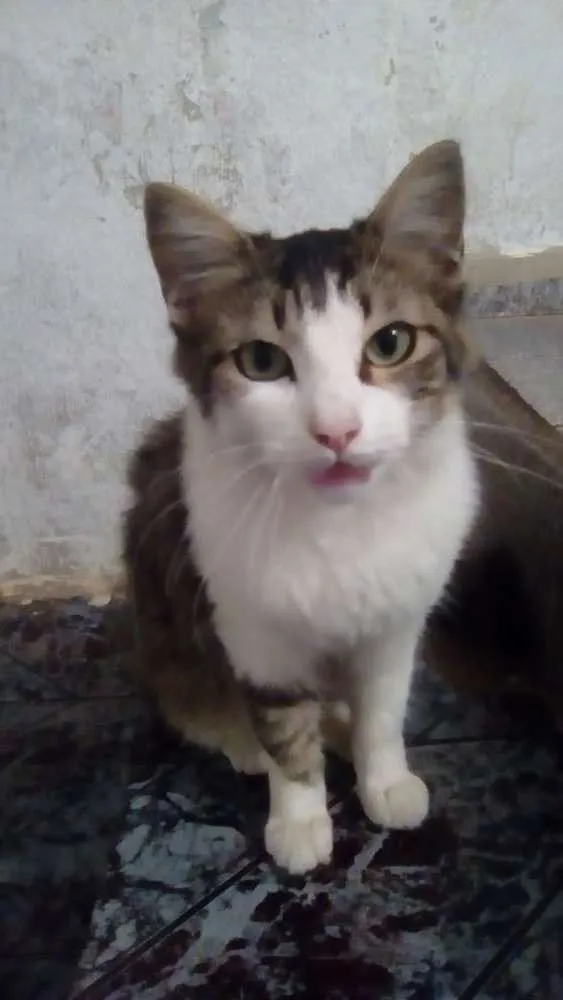 Gato ra a Srd idade 7 a 11 meses nome Nino