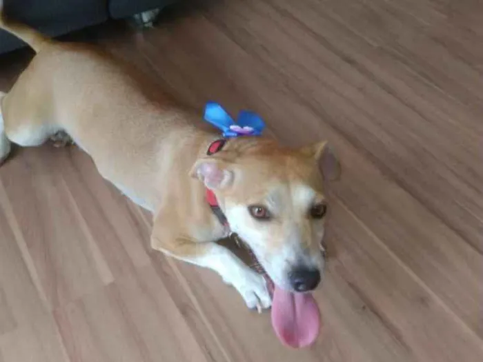 Cachorro ra a Sem raça idade 2 anos nome Mel