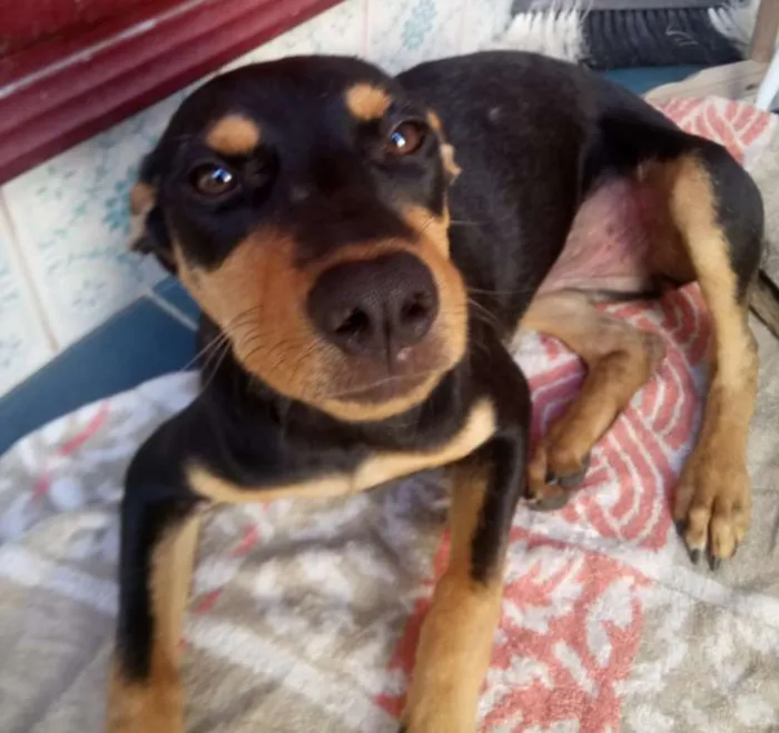Cachorro ra a SRD idade 7 a 11 meses nome Cacau