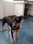 Cacau