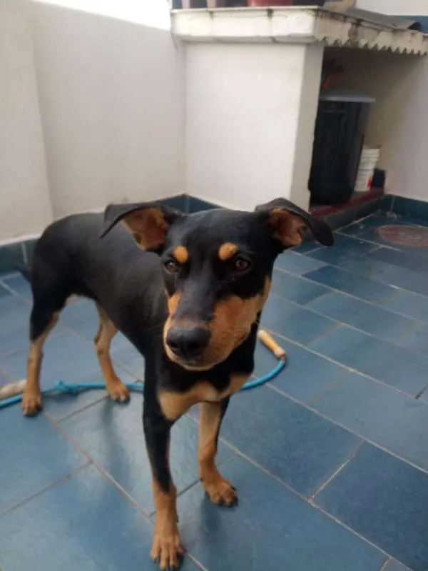 Cachorro ra a SRD idade 7 a 11 meses nome Cacau