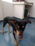 Cacau