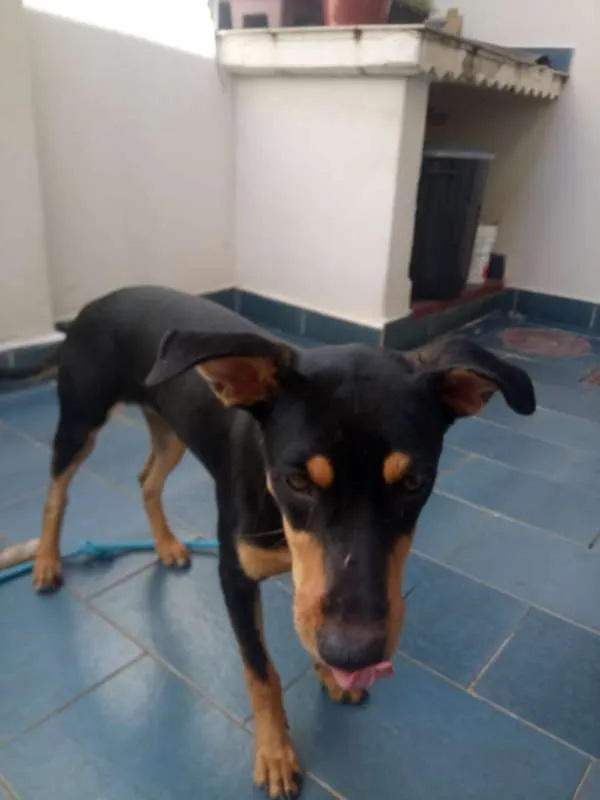 Cachorro ra a SRD idade 7 a 11 meses nome Cacau