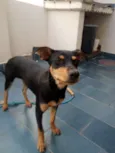 Cacau