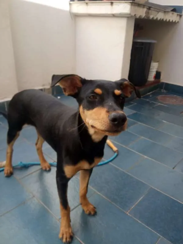 Cachorro ra a SRD idade 7 a 11 meses nome Cacau