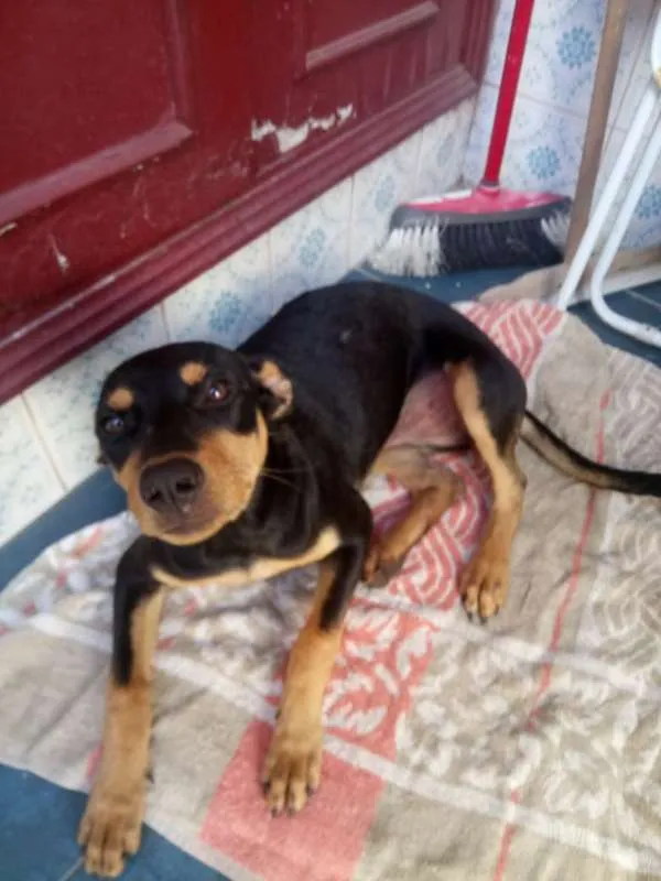 Cachorro ra a SRD idade 7 a 11 meses nome Cacau
