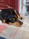 Cacau