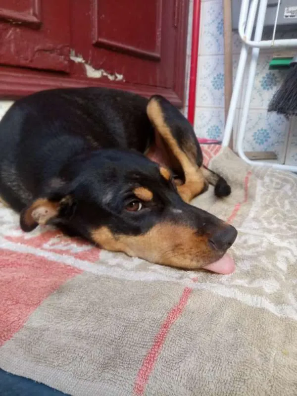 Cachorro ra a SRD idade 7 a 11 meses nome Cacau