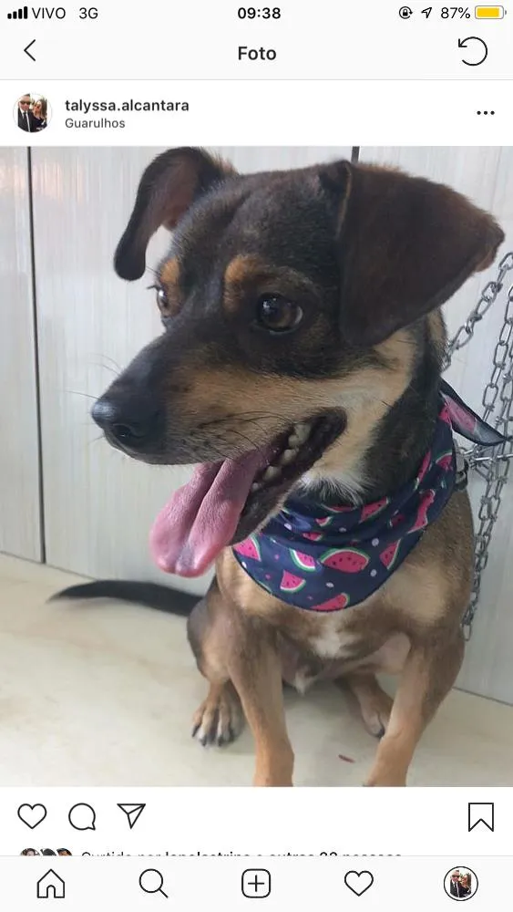 Cachorro ra a SRD idade 3 anos nome Rocky