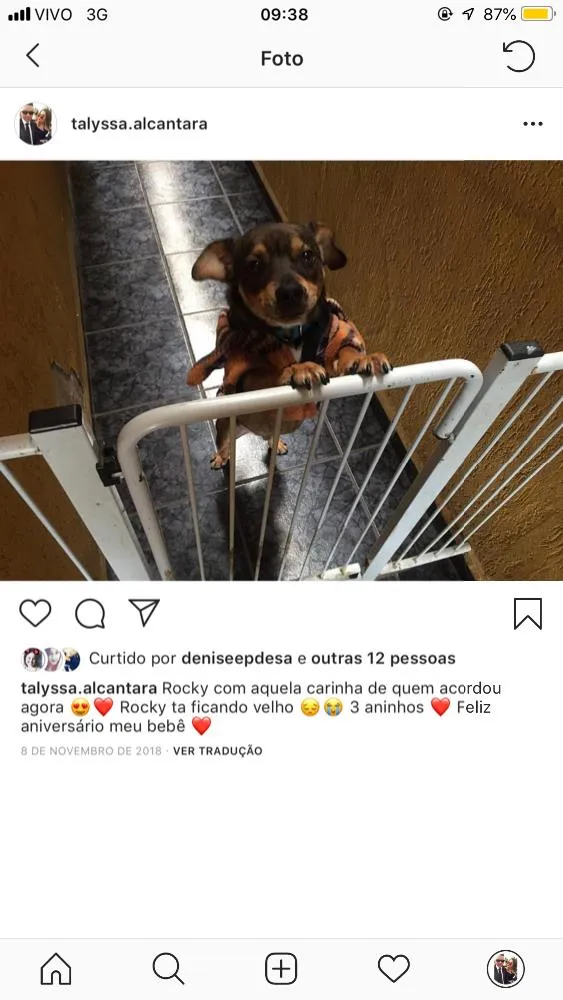 Cachorro ra a SRD idade 3 anos nome Rocky