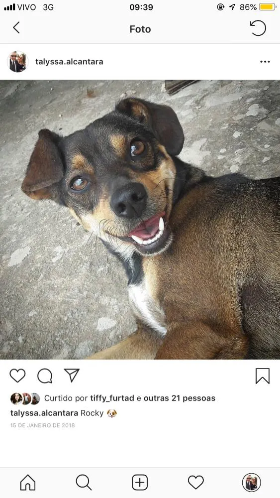 Cachorro ra a SRD idade 3 anos nome Rocky