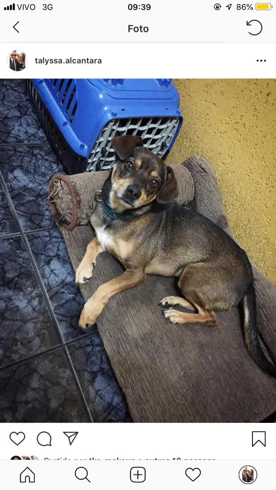 Cachorro ra a SRD idade 3 anos nome Rocky
