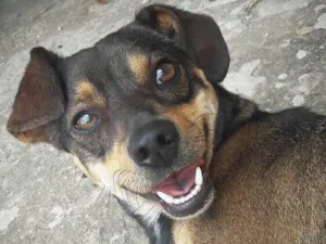 Cachorro raça SRD idade 3 anos nome Rocky