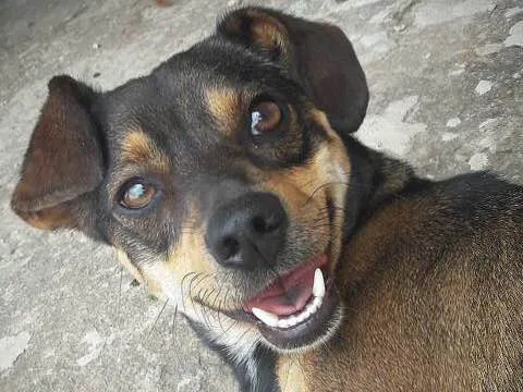 Cachorro ra a SRD idade 3 anos nome Rocky