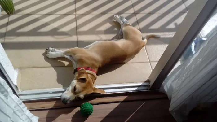 Cachorro ra a Sem raça idade 2 anos nome Mel