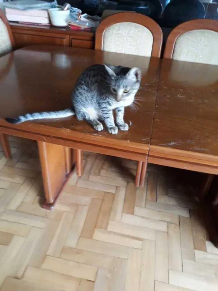 Gato ra a  idade 7 a 11 meses nome Tricolor, tigradas 