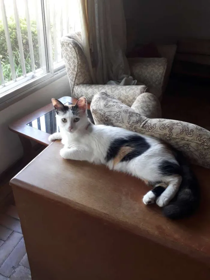Gato ra a  idade 7 a 11 meses nome Tricolor, tigradas 