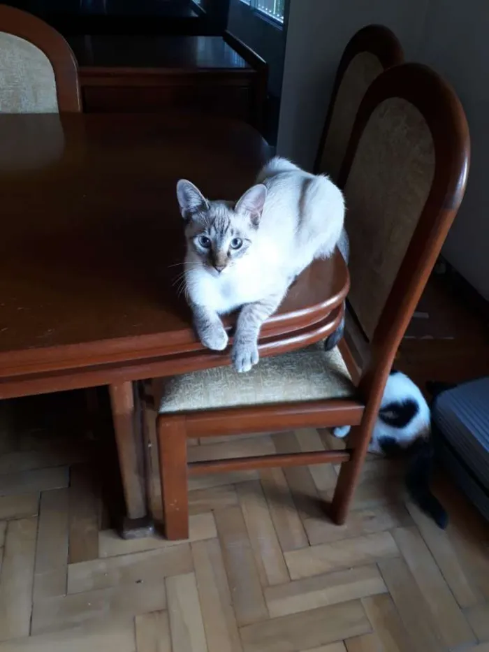 Gato ra a  idade 7 a 11 meses nome Tricolor, tigradas 