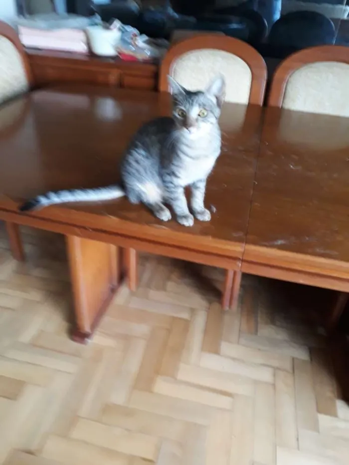 Gato ra a  idade 7 a 11 meses nome Tricolor, tigradas 