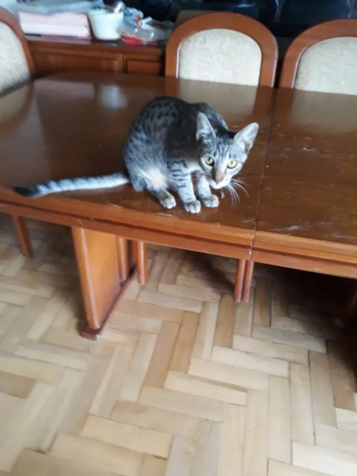 Gato ra a  idade 7 a 11 meses nome Tricolor, tigradas 