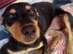 Cachorro raça SRD idade 7 a 11 meses nome Cacau