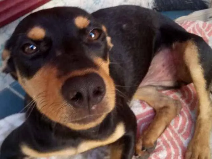 Cachorro ra a SRD idade 7 a 11 meses nome Cacau