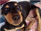 Cachorro raça SRD idade 7 a 11 meses nome Cacau