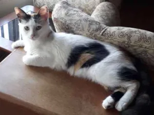 Gato raça  idade 7 a 11 meses nome Tricolor, tigradas 