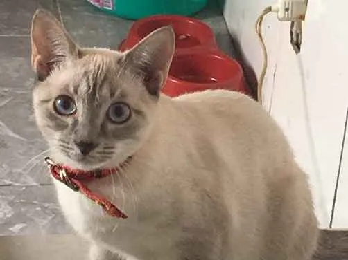 Gato ra a Não sei idade 2 a 6 meses nome Sem nome