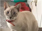 Gato raça Não sei idade 2 a 6 meses nome Sem nome