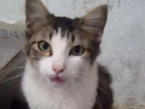 Gato raça Srd idade 7 a 11 meses nome Nino