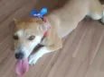Mel