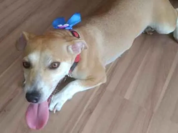 Cachorro ra a Sem raça idade 2 anos nome Mel