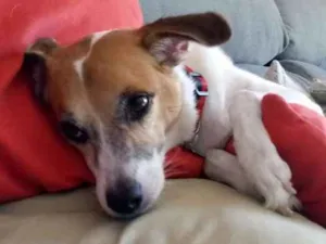 Cachorro raça  idade 6 ou mais anos nome Raul
