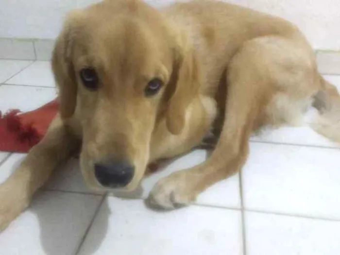 Cachorro ra a Labrador idade 2 a 6 meses nome Marley