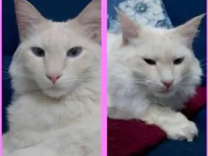 Gato raça SRD idade 4 anos nome Willian