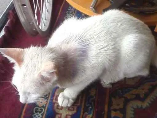 Gato ra a não sei idade 7 a 11 meses nome Milla