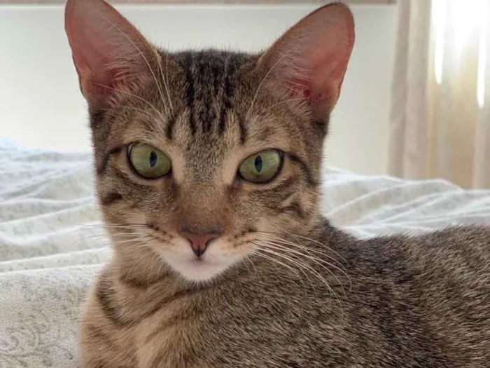 Gato ra a SRD idade 2 a 6 meses nome FRAMBOESA