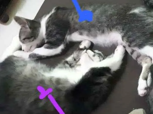 Gato ra a Srd idade 2 a 6 meses nome Vários nomes