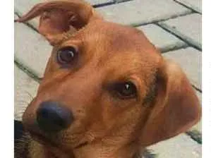 Cachorro raça SRD idade 7 a 11 meses nome LECO