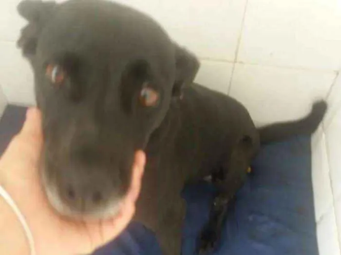 Cachorro ra a SRD idade 6 ou mais anos nome BIG