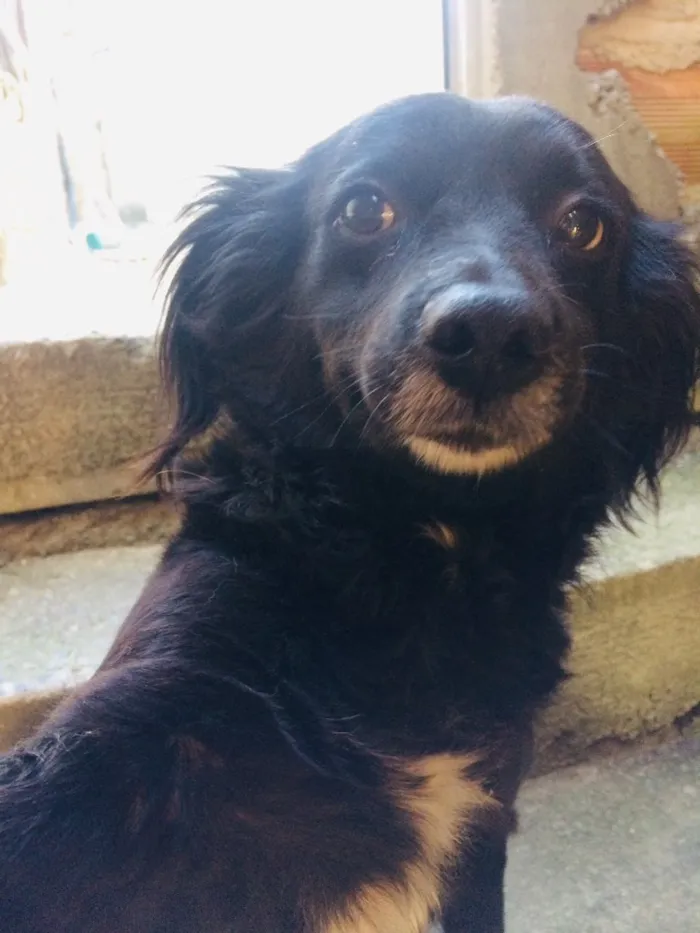 Cachorro raça Mista  idade 6 ou mais anos nome Alice 