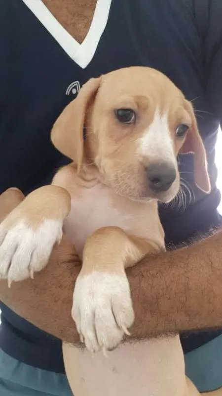 Cachorro raça SRD idade 2 a 6 meses nome Filhote Fêmea 2 mese