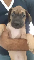 Macho com 2 meses