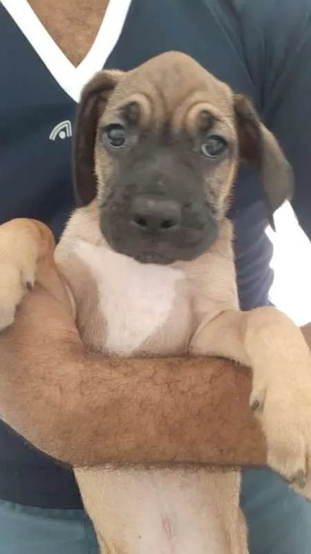 Cachorro raça SRD idade 2 a 6 meses nome Macho com 2 meses