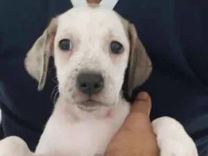 Cachorro raça SRD idade 2 a 6 meses nome Filhote 2 meses
