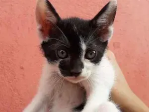 Gato raça SRD idade Abaixo de 2 meses nome Não tem nome ainda